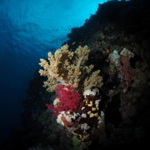 Zacht koraal Rode Zee